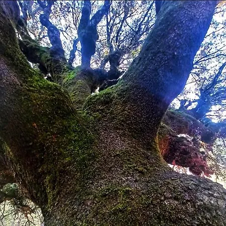 Fuente Del Ciervo 1 *